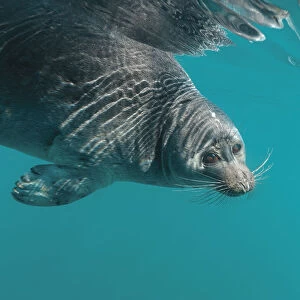 Phocidae Collection: Baikal Seal