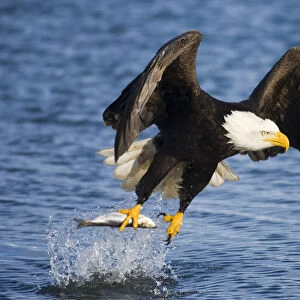 Bald Eagle (Haliaeetus leucocephalus) taking a fish from water. Homer, Kenai Fjord