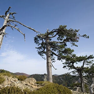 Balkan Pine (Pinus leucodermis) trees at high altitude, Valia Calda, Pindos NP