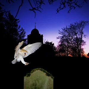 Barn Owl (Tyto alba) landing on gravestone, captive, digital composite, UK
