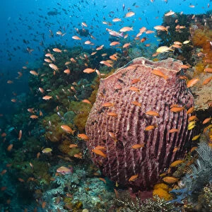 Barrel Sponge (Xestospongia testudinaria) on coral reef with soft corals (Scleronephthya sp)