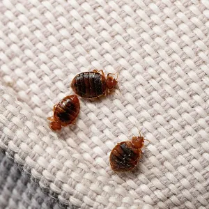Three Bed bugs (Cimex lectularius) Print on cloth Three Bed bugs (Cimex lectularius) Print on cloth