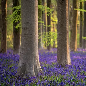 Beech trees (Fagus sylvatica) and English bluebells (Hyacinthoides non-scripta). Early morning light. West Wood, nr Marlborough, Wiltshire, UK. May 2021