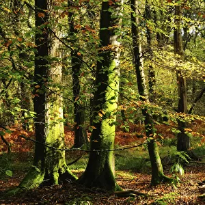 Hampshire Jigsaw Puzzle Collection: Blackwater