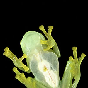 Bell glass frog (Cochranella nola) from below, photographed on a pane of glass in