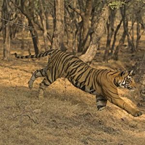 Bengal tiger (Panthera tigris) running down slope. Ranthambore National Park, India