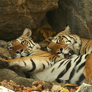 Bengal Tigers (Panthera tigris tigris) resting in the shade national park, India
