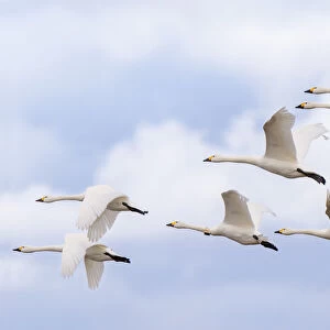 Bewicks swans (Cygnus columbianus) small flock in flight, Gloucestershire, UK