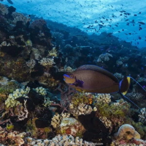 Bignose Unicornfish (Naso vlamingii), French Polynesia, Pacific Ocean