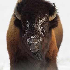 Bison (Bison bison) in snow. Yellowstone National Park, USA, February