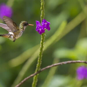 Hummingbirds Jigsaw Puzzle Collection: Black Crested Coquette