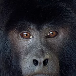 Black howler (Alouatta caraya) captive, occurs in South America