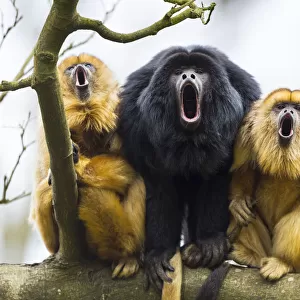 Atelidae Collection: Black-and-gold Howler Monkey