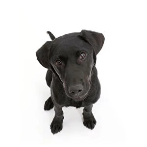 Black Labrador dog, age 6 months, sitting and looking up