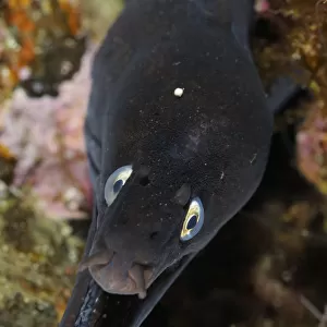 Black moray (Muraena augusti) with mouth open, Pico and Faial, Azores, Portugal