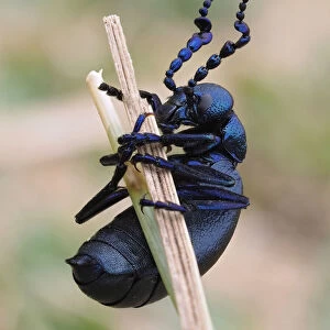 Beetles Photo Mug Collection: Blister Beetle