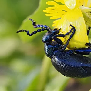 Beetles Photographic Print Collection: Black Blister Beetle
