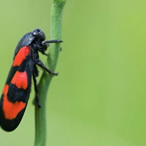 Hemiptera Greetings Card Collection: Black Bug
