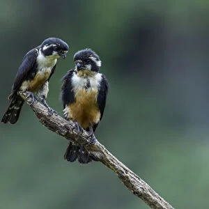 Falcons Collection: Black Thighed Falconet