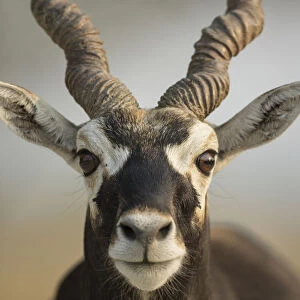 Blackbuck (Antelope cervicapra), Male closeuphead portrait, Tal Chhapar Wildlife Sanctuary