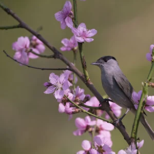 Blackcap (Sylviya atricapilla) male perched in blossom, Hungary, April