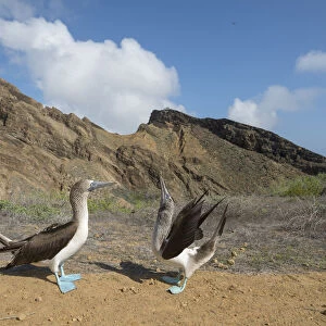 Blue-footed booby (Sula nebouxii), pair in courtship display. Punta Pitt, San Cristobal Island