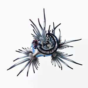 Blue sea slug (Glaucus atlanticus) that was washed ashore with a mass, multi-day stranding of thousands of Indo-Pacific Portuguese man-of-war (Physalia utriculus). This species predates Portuguese man of war and are immune to their venom