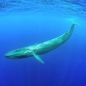 Mammals Photographic Print Collection: Blue Whale
