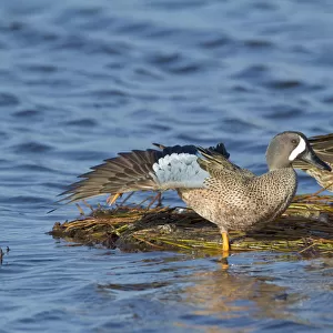 Blue-winged Teal (Anas discors) pair perched on floating vegetation, male stretching its wing