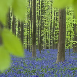 Bluebells (Hyacinthoides non-scripta / Endymion scriptum) flowering in Beech wood