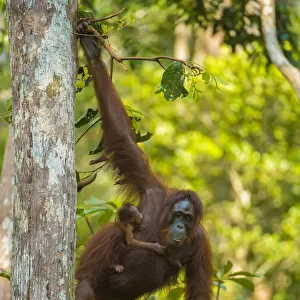 Bornean orangutan (Pongo pygmaeus) mother and infant climbing trees, Tanjung Puting National Park