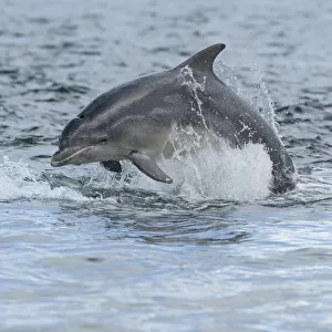 Bottlenose dolphin (Tursiops truncatus) porpoising, Moray Firth, Highlands, Scotland, UK