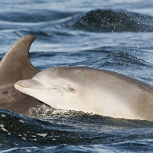 Bottlenose dolphin (Tursiops truncatus) mother and calf breaking surface, Moray Firth