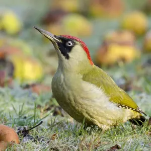 Green Woodpecker Print among wind-fallen apples Green Woodpecker Print among wind-fallen apples