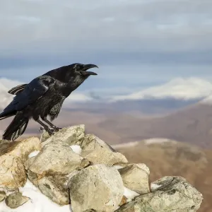 Raven Print: Adult bird calling from a mountain rock in Scotland Raven Print: Adult bird calling from a mountain rock in Scotland