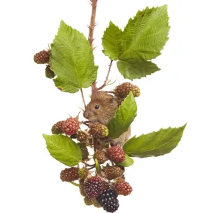 Topillo de banco (Clethrionomys glareolus) alimentándose de arándanos, Worcestershire, Inglaterra, Reino Unido, agosto. Topillo de banco (Clethrionomys glareolus) alimentándose de arándanos, Worcestershire, Inglaterra, Reino Unido, agosto.