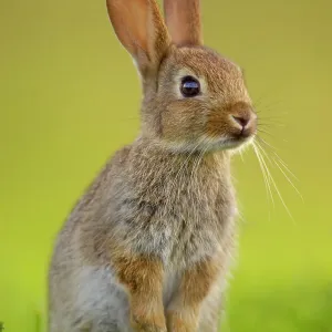 European rabbit young stands alert in Norfolk grass, Print European rabbit young stands alert in Norfolk grass, Print