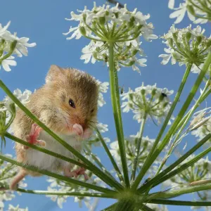 Harvest mouse Print on Common hogweed Harvest mouse Print on Common hogweed