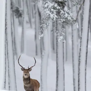 Red Deer Stag Print in Snowy Pine Forest Red Deer Stag Print in Snowy Pine Forest