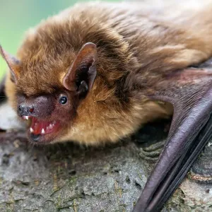 Serotine Bat Print: Captive UK Specimen Showing Teeth Serotine Bat Print: Captive UK Specimen Showing Teeth
