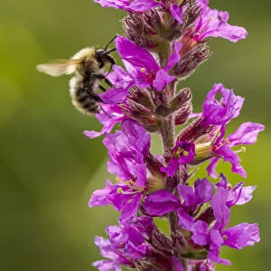 Brown banded carder bee (Bombus humilis) pollinating Rosebay Willowherb (Chamerion
