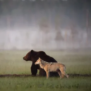 Brown bear (Ursus arctos) and Grey wolf (Canis lupus) together in wetlands, Kuhmo