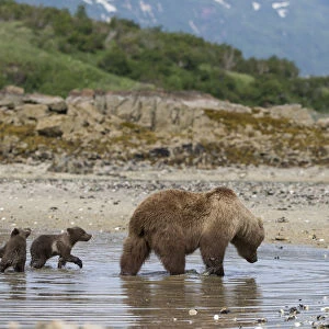 Brown Bear (Ursus arctos) mother and 3-4 month cubs foraging for clams. Katmai National Park