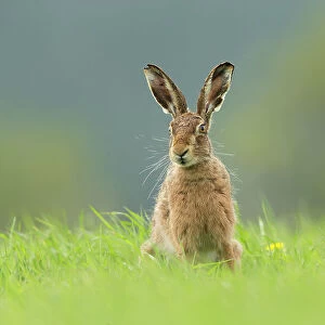 Brown Hare (Lepus europaeus) sitting in field of fresh green grass, Scotland, UK. May
