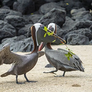 Brown pelican (Pelecanus occidentalis) pair in breeding plumage