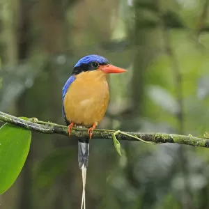 Kingfishers Collection: Buff Breasted Paradise Kingfisher