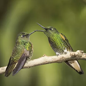 Two Buff-tailed coronet (Boissonneaua flavescens) hummingbirds interacting, Andean montane forest