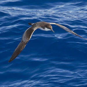 Shearwaters Canvas Print Collection: Bullers Shearwater