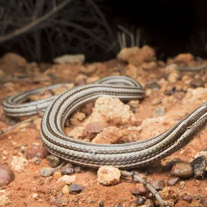 Burtons legless lizard (Lialis burtonis), near Yulara, Northern Territory, Australia