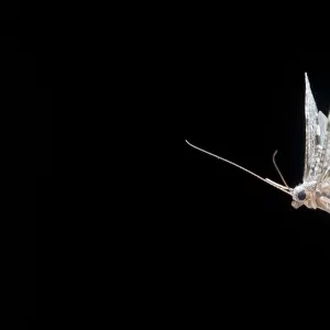 Caddisfly (Hydropsychidae) in flight and attracted to mercury vapour light, Lamar County
